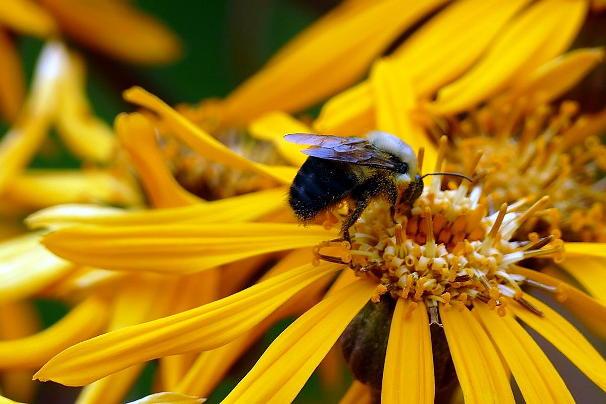 Bee and flower