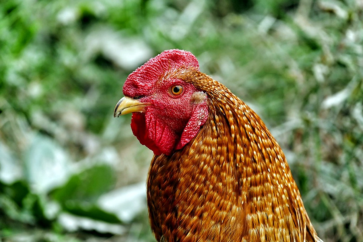 Chicken